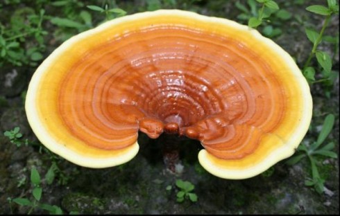 ganoderma lucidum