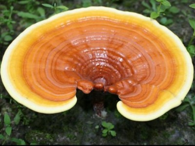 ganoderma lucidum