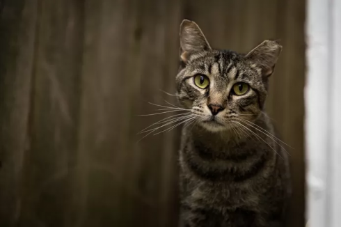 Un francese ritrova il suo gatto in Svizzera, quattro anni dopo averla persa in Italia.