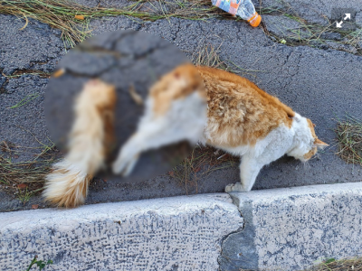 Gatto imbottito di petardi e fatto esplodere.