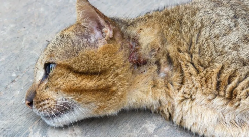 Crudeltà verso gli animali, tribunale riconosce un risarcimento a un gatto picchiato a morte