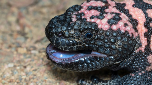 Un americano muore quattro giorni dopo essere stato morso dal mostro di Gila, un suo animale domestico