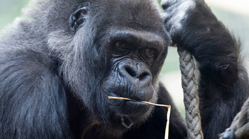 Zoo Basilea, muore gorilla Goma: aveva 58 anni. 