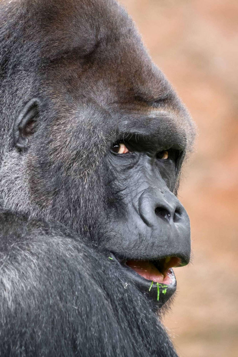 Nello zoo di Praga gorilla e due leoni positivi al Covid-19. 