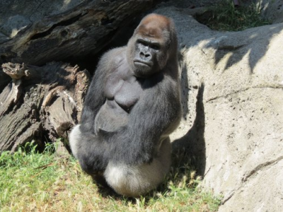 Gorilla attacca la guardiana dello Zoo di Madrid e le rompe entrambe le braccia. 