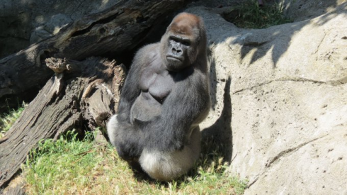 Gorilla attacca la guardiana dello Zoo di Madrid e le rompe entrambe le braccia. 