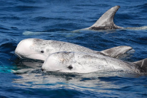 Specie rare nel Mare di Otranto: gruppo di Grampi accompagna la barca. 