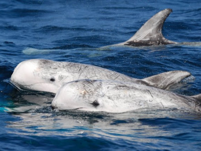 Specie rare nel Mare di Otranto: gruppo di Grampi accompagna la barca. 