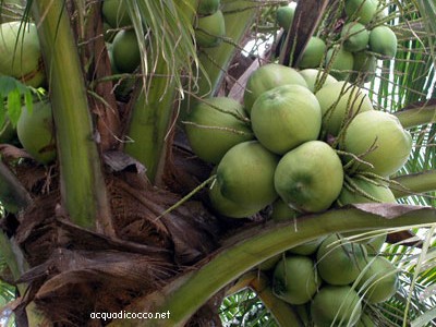 noci di cocco