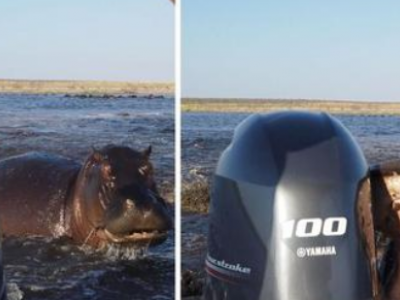 Momento terrificante in Namibia, un ippopotamo attacca un'imbarcazione turistica affondando i suoi enormi denti nella carena – Il video