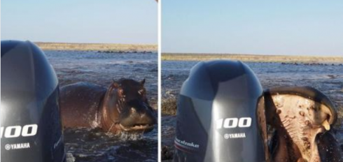 Momento terrificante in Namibia, un ippopotamo attacca un'imbarcazione turistica affondando i suoi enormi denti nella carena – Il video