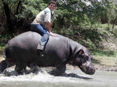 Sud Africa, agricoltore smembrato a 41 anni dal suo “ippopotamo domestico” che era "come un figlio" per lui - VIDEO