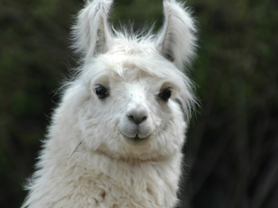 Spray nasale contro il Covid con i nanocorpi dei lama. 