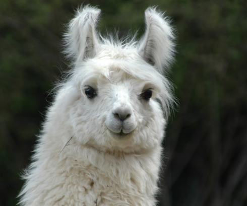 Spray nasale contro il Covid con i nanocorpi dei lama. 