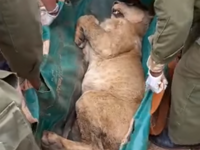 Il leone scappa dal parco nazionale e semina il panico: ecco il video della cattura