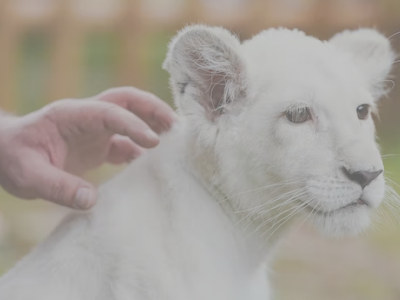 Tenta di rubare un cucciolo di leone dallo zoo, ucciso in un recinto