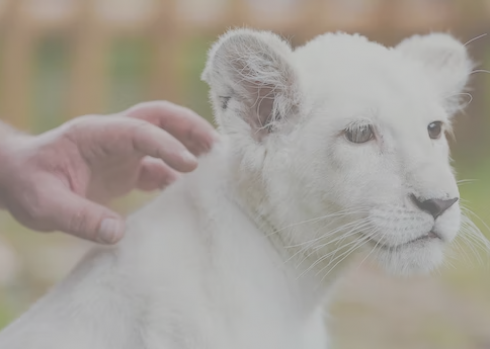 Tenta di rubare un cucciolo di leone dallo zoo, ucciso in un recinto