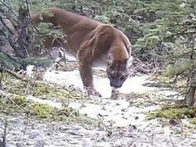 Attacco mortale. Un uomo morto trovato sulla montagna, accanto a lui un animale accucciato: 'Non succedeva da 20 anni'