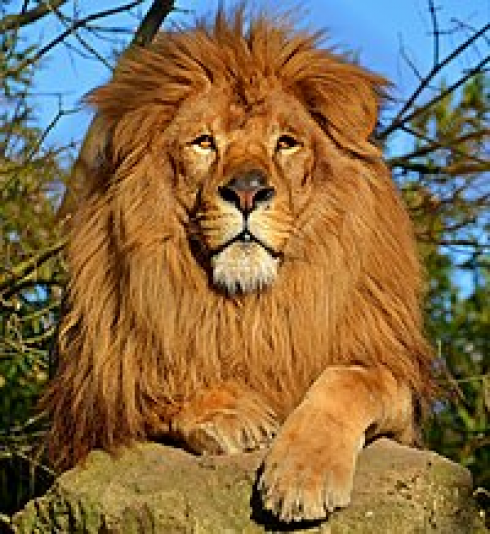 Un leone uccide un uomo che era entrato nel suo recinto