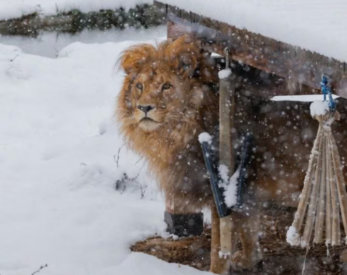 Leone rinchiuso in una gabbia per divertire i clienti di un ristorante ora libero si rotola sulla neve del santuario degli orsi a Pristina – Il video