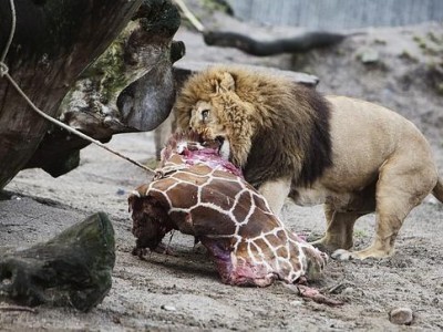 leone mangia la giraffa Marius  zoo copenaghen