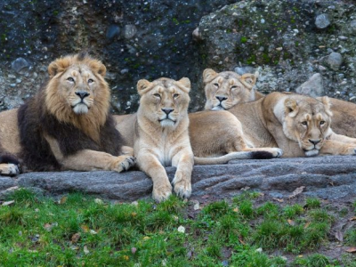 COVID-19: quattro leoni positivi allo zoo di Barcellona in Spagna