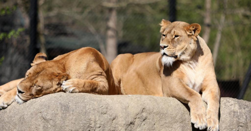 Covid, due leoni contagiati in uno zoo in Croazia