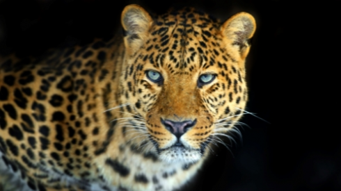 Leopardo attacca un poliziotto provocando il panico nella città iraniana di Mazandaran – VIDEO