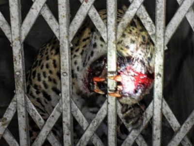 Leopardo irrompe in un tribunale e scatena il panico, sei feriti - Il video