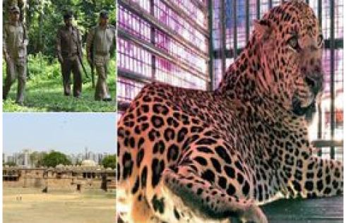 India, bimbo di nove mesi decapitato da un leopardo che l'ha rapito dalla culla mentre la mamma dorme