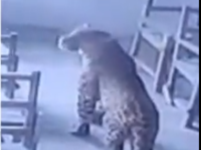 Terrore in India: leopardo entra nella scuola e attacca uno studente in classe - VIDEO