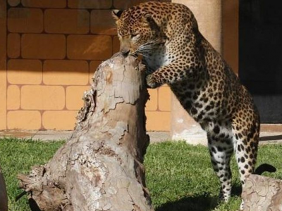 Custode dello zoo di Cordova è stato ferito dopo essere stato attaccato da un leopardo