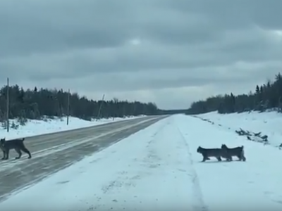 La lince e i suoi cinque cuccioli: le immagini spettacolari. 