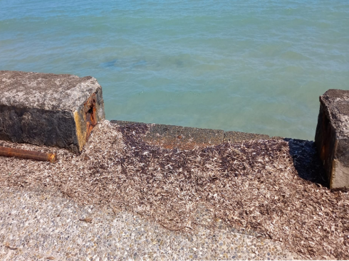 Lungomare di viale Vespucci a San Cataldo di Lecce. Lo "Sportello dei Diritti" dopo le segnalazioni dei cittadini: fermare il degrado e mettere in sicurezza il muretto della “Rotonda”