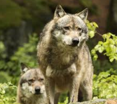 Un lupo uccide un canguro la notte di Natale in una casa privata a Balen, in Belgio. 