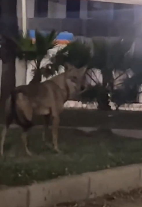 Lupi nel Salento il video dell’ultimo avvistamento a San Cataldo Marina di Lecce