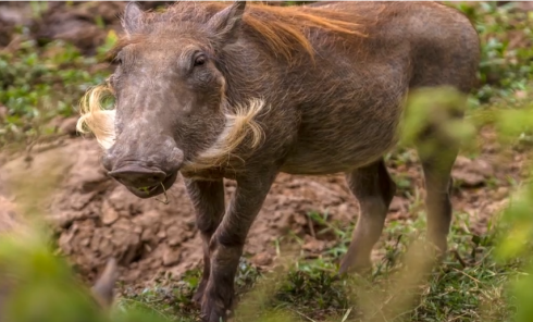 India, bimbo di 4 anni trascinato via e mangiato da un branco di maialini dopo essere uscito a giocare.