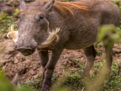 India, bimbo di 4 anni trascinato via e mangiato da un branco di maialini dopo essere uscito a giocare.