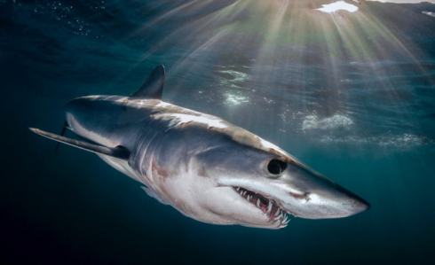 Squalo mako avvistato dalla spiaggia: bagnini ordinano ai bagnanti di uscire dall'acqua  