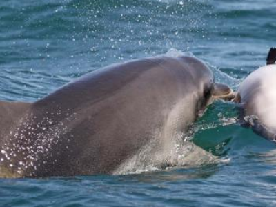 Mamma delfino trascina il cucciolo morto e cerca di rianimarlo - VIDEO