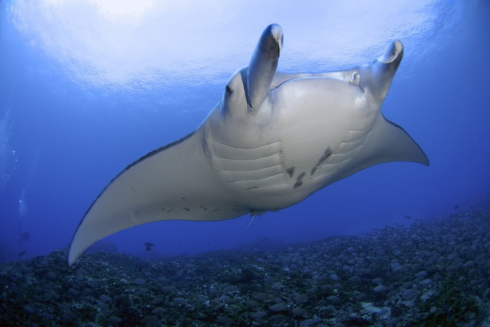 Rara manta avvistata nel mare del Salento - VIDEO