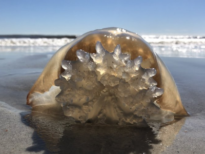 Vacanze estive, tornano le meduse in basso Adriatico