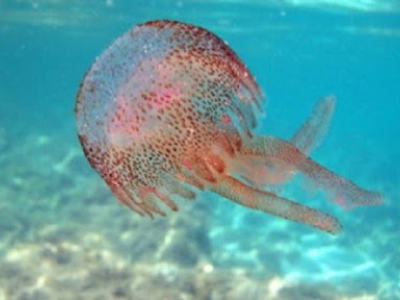 Nel mare paradisiaco di Otranto migliaia di meduse fuori stagione alla fine di novembre