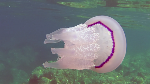 Tornano le meduse in alto Adriatico: video spettacolare sotto costa