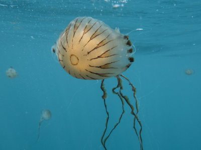 Meduse pericolose si stanno diffondendo in tutto l'Adriatico settentrionale