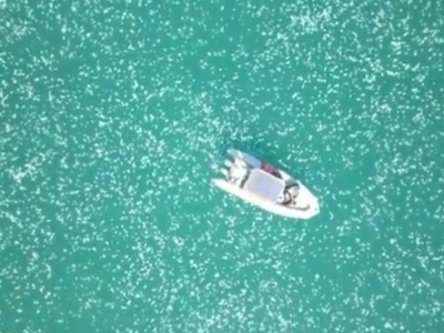 Ambiente: uno sciame di meduse ha inondato il mare nella città di Haifa in Israele - VIDEO