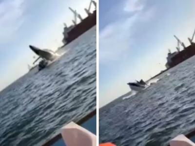 Una balena salta fuori dall’acqua e ricadendo schiaccia uno yacht con alcuni turisti a bordo al largo delle coste del Messico- VIDEO 