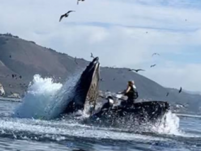 Balena ingoia e poi risputa giovane mentre rema in kayak – Il video