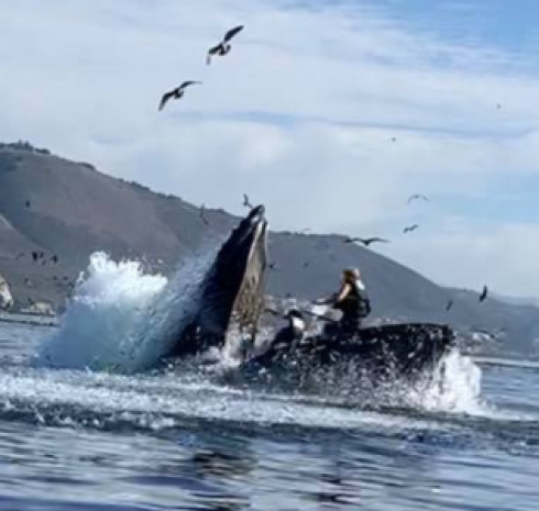 Balena ingoia e poi risputa giovane mentre rema in kayak – Il video