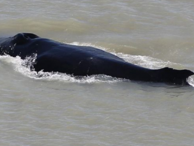 Le megattere vagano nel fiume infestato dai coccodrilli in Australia. 